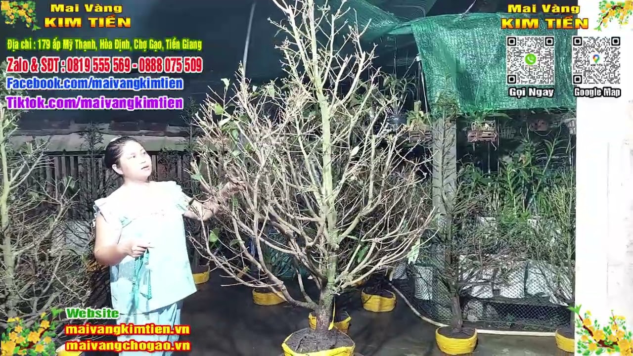 MS #133 - Mai Vàng Giảo Thủ Đức Chơi Tết Giá 1TR 400K - Mai Vàng Kim Tiền Chợ Gạo