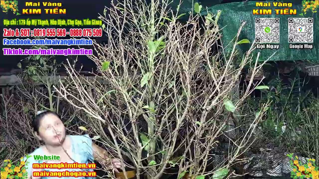 MS #137 - Mai Vàng Giảo Thủ Đức Chơi Tết Giá 700K - Mai Vàng Kim Tiền Chợ Gạo