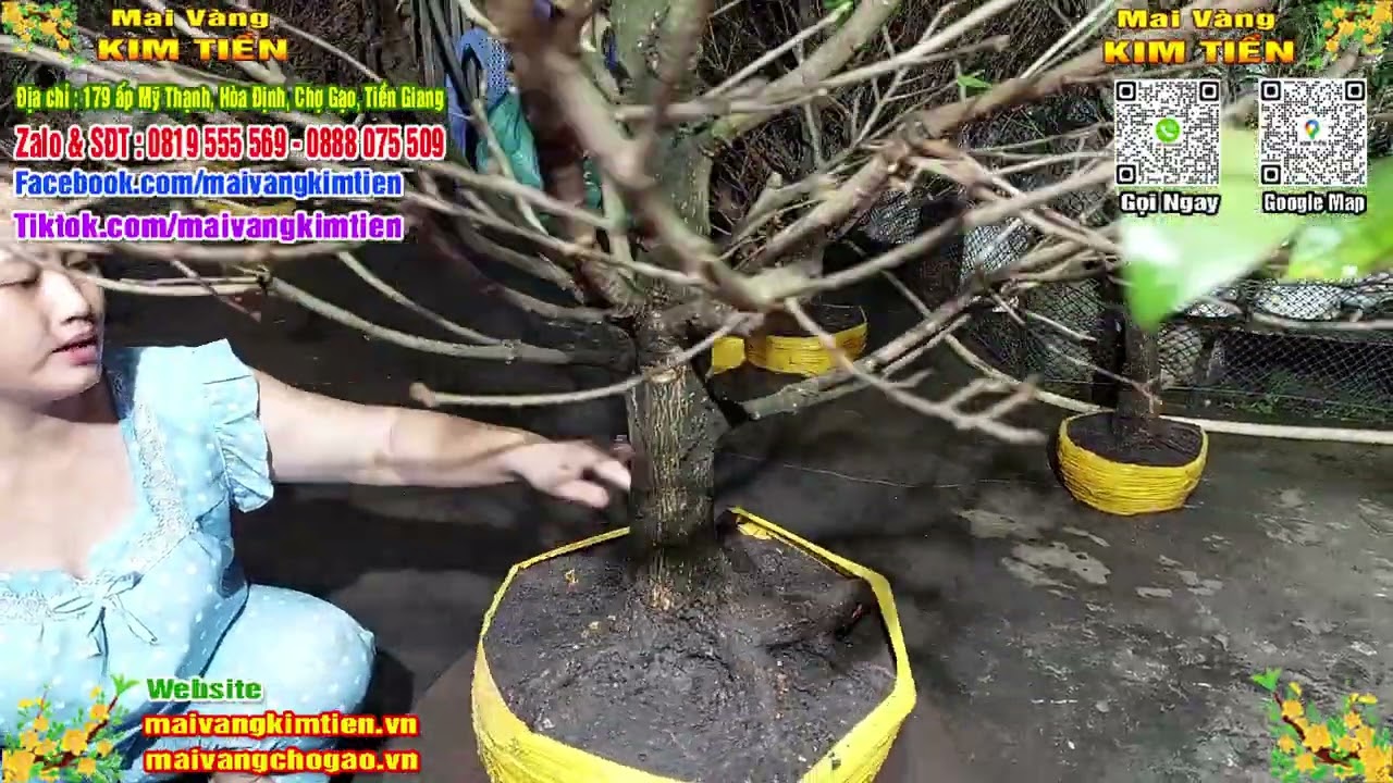 MS #139 - Mai Vàng Giảo Thủ Đức Chơi Tết Giá 1TR 400K - Mai Vàng Kim Tiền Chợ Gạo