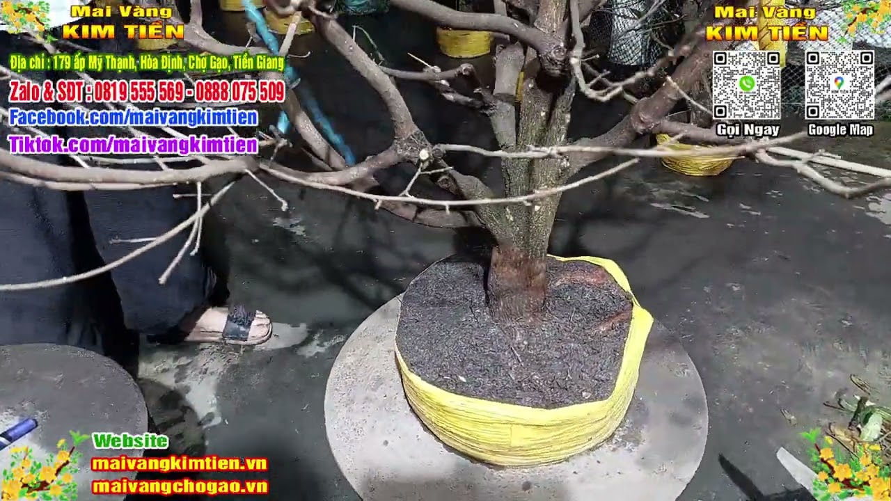 MS #140 - Mai Vàng Giảo Thủ Đức Chơi Tết Giá 1TR 100K - Mai Vàng Kim Tiền Chợ Gạo