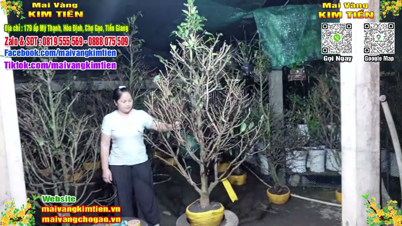MS #142 - Mai Vàng Giảo Thủ Đức Chơi Tết Giá 1TR - Mai Vàng Kim Tiền Chợ Gạo