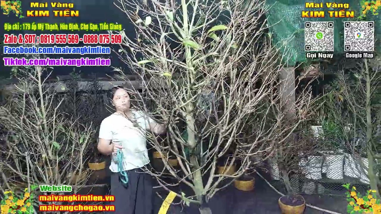 MS #143 - Mai Vàng Giảo Thủ Đức Chơi Tết Giá 1TR 500K - Mai Vàng Kim Tiền Chợ Gạo